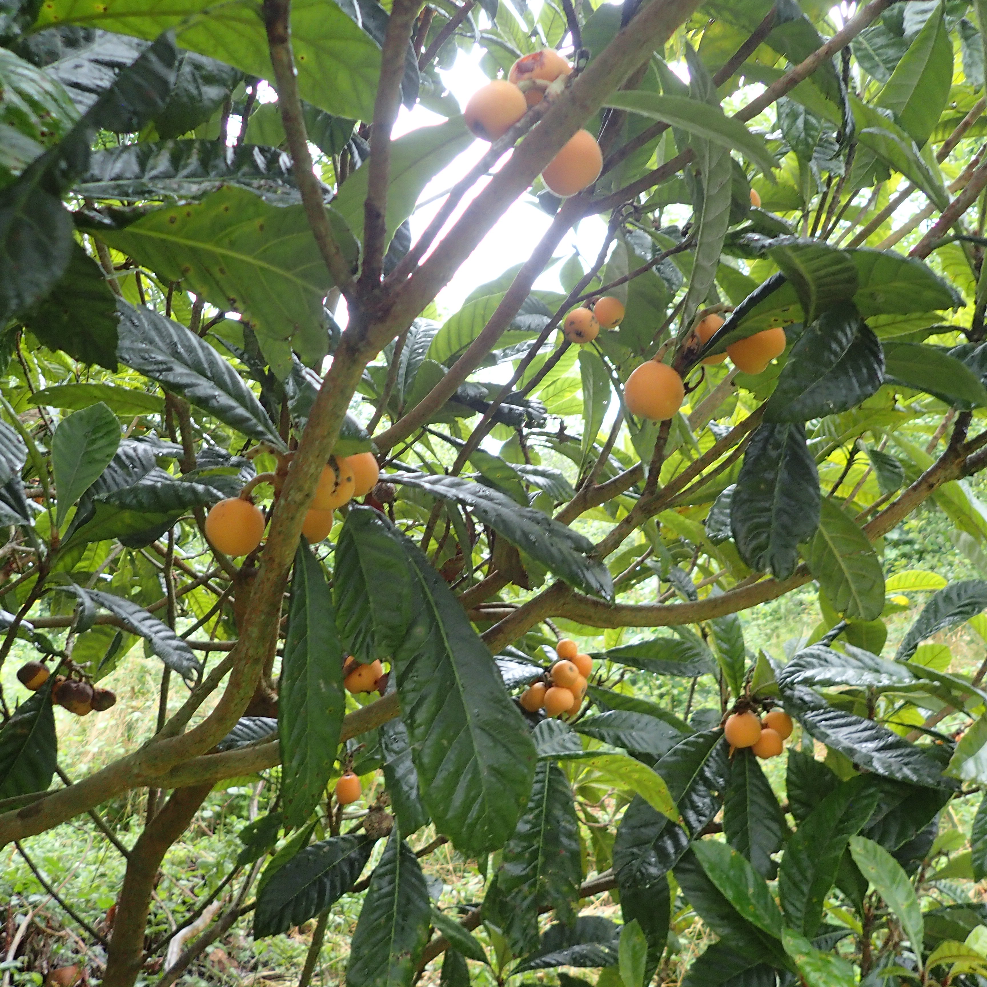 Le Néflier du Japon au jardin-forêt