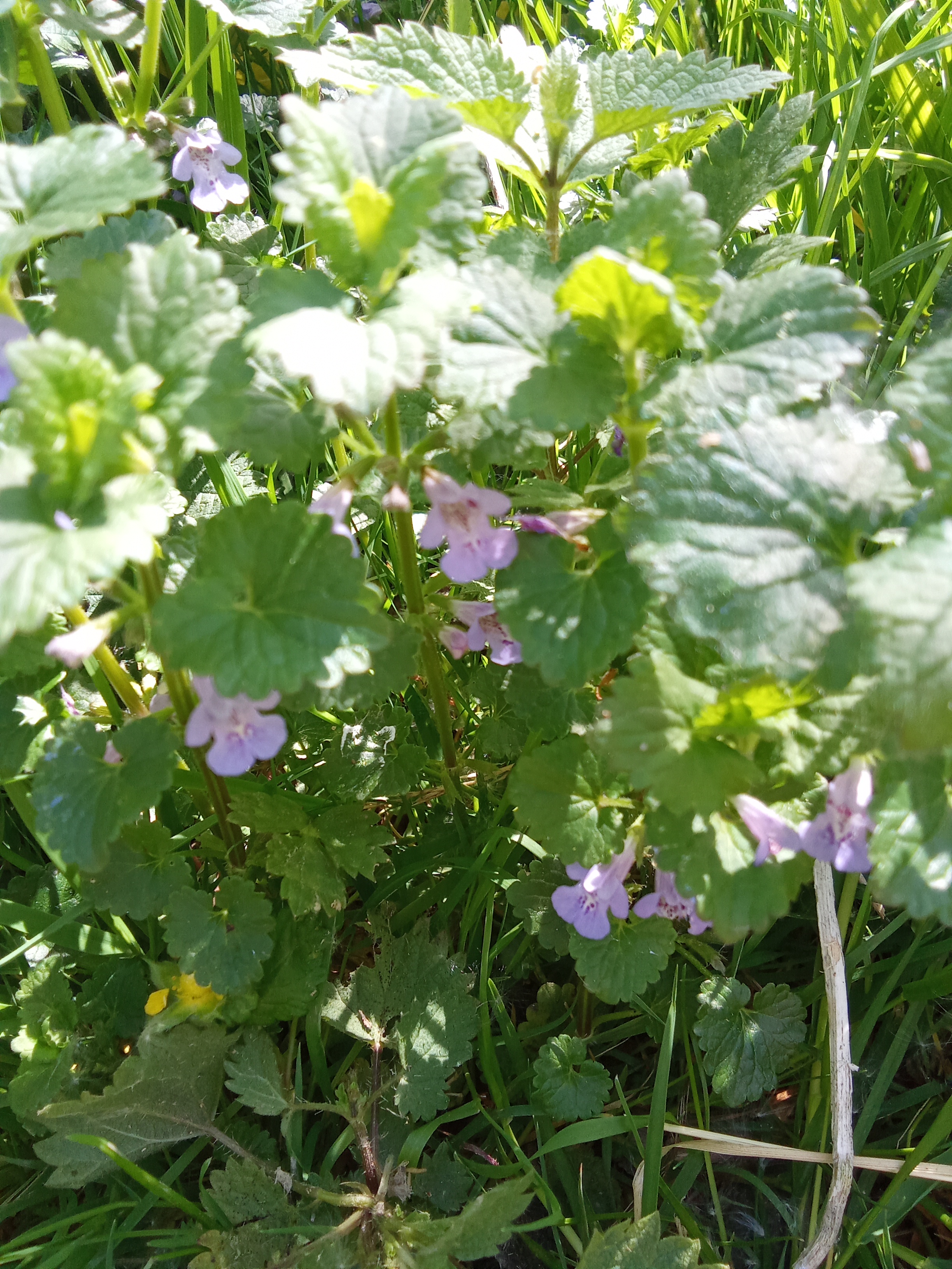 Lierre terrestre en fleur au printemps au jardin forêt